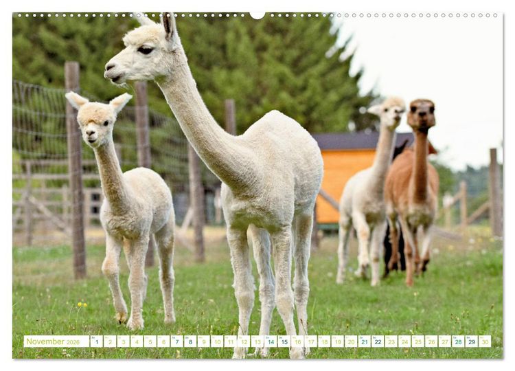 Produktbild: Unvergessliche Begegnungen mit Alpakas (Wandkalender 2026 DIN A2 quer), CALVENDO Monatskalender