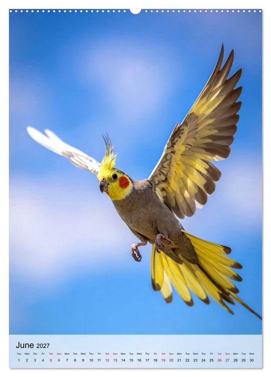 Produktbild: Cockatiel Dreams (High Quality Premium Wall Calendar 2027 DIN A2 portrait),CALVENDO 12 Month Wall Calendar