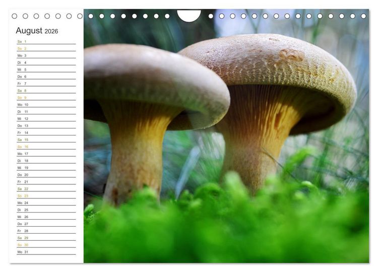 Produktbild: Schwammerl Egerlinge Pilze (Wandkalender 2026 DIN A4 quer), CALVENDO Monatskalender