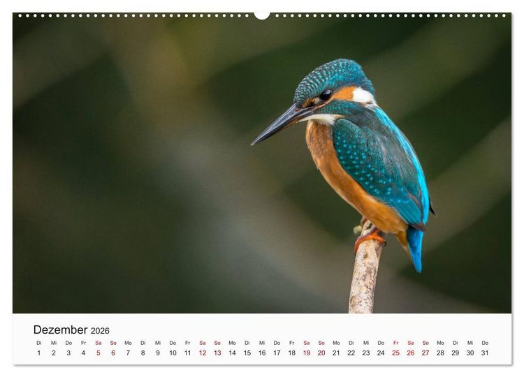Produktbild: V&ouml;gel - Die K&ouml;nige der L&uuml;fte (Wandkalender 2026 DIN A2 quer), CALVENDO Monatskalender