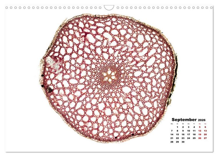 Produktbild: Pflanzen unter dem Mikroskop (Wandkalender 2026 DIN A3 quer), CALVENDO Monatskalender