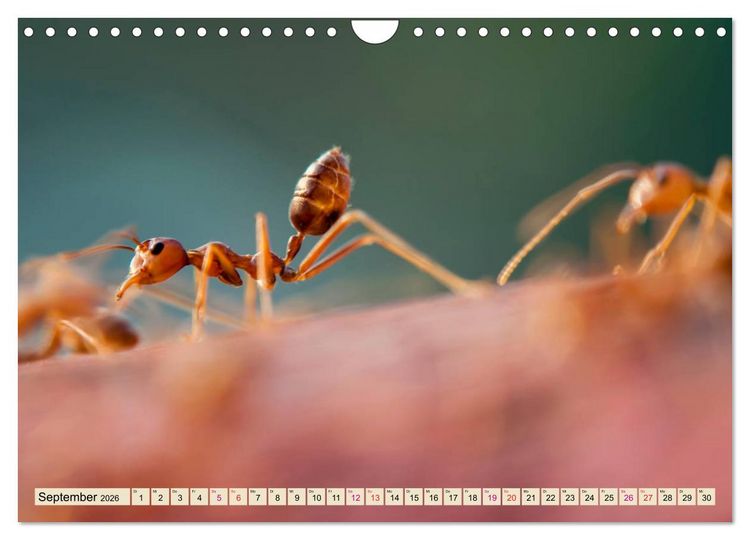 Produktbild: Ameisen - Ordnung im Durcheinander (Wandkalender 2026 DIN A4 quer), CALVENDO Monatskalender