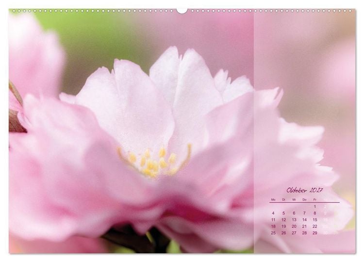 Produktbild: Pretty in Pink - Die Kirschbl&uuml;te (Wandkalender 2027 DIN A2 quer), CALVENDO Monatskalender