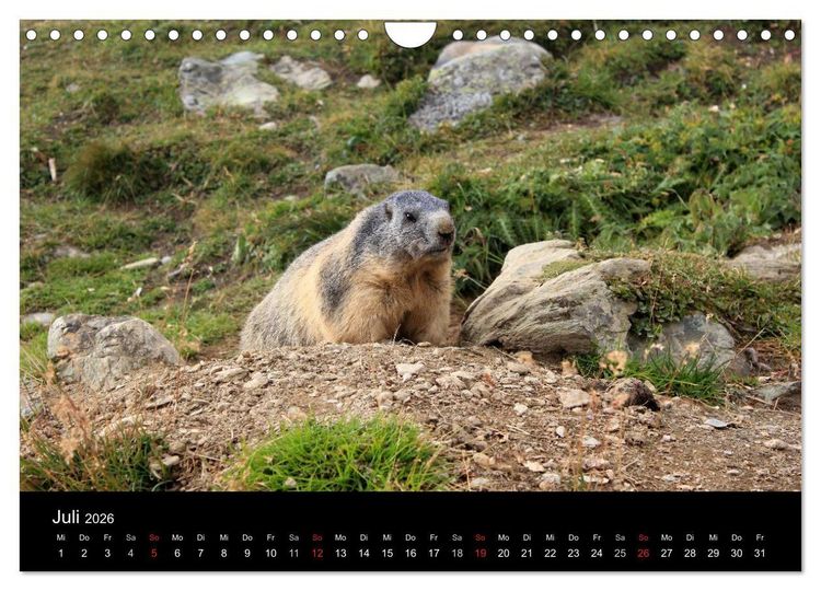 Produktbild: Murmeltiere (Wandkalender 2026 DIN A4 quer), CALVENDO Monatskalender