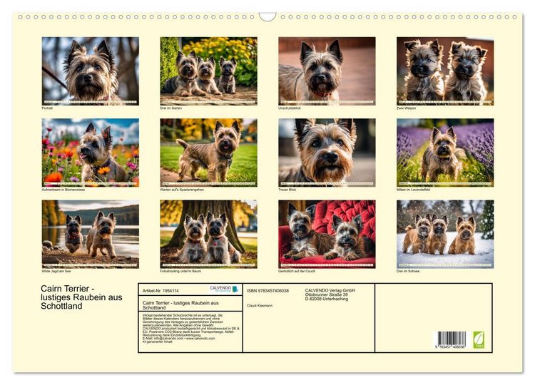 Produktbild: Cairn Terrier - lustiges Raubein aus Schottland (Wandkalender 2026 DIN A2 quer), CALVENDO Monatskalender