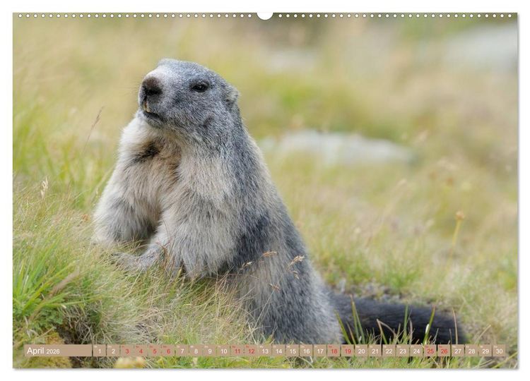 Produktbild: Alpenmurmeltiere in freier Wildbahn (hochwertiger Premium Wandkalender 2026 DIN A2 quer), Kunstdruck in Hochglanz