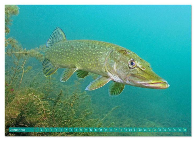 Produktbild: Forelle, Hecht und St&ouml;r: Fische in europ&auml;ischen Gew&auml;ssern (Tischkalender 2026 DIN A5 quer), CALVENDO Monatskalender