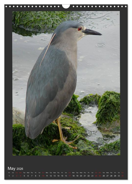 Produktbild: Herons & Egrets (Wall Calendar 2026 DIN A3 portrait), CALVENDO 12 Month Wall Calendar