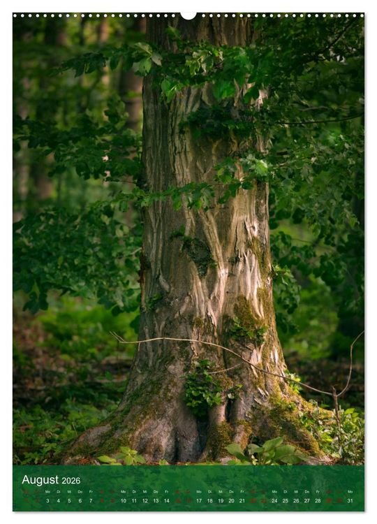 Produktbild: Klimaretter Baum (Wandkalender 2026 DIN A2 hoch), CALVENDO Monatskalender