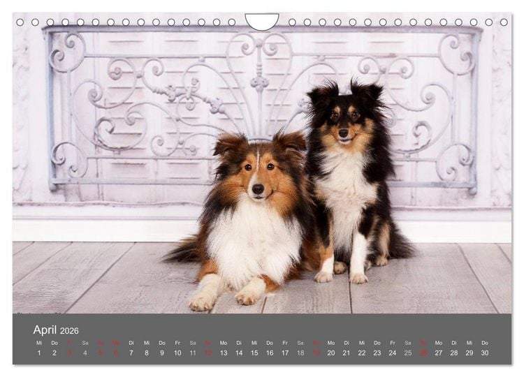Produktbild: Shelties : Charmeure auf 4 Pfoten (Wandkalender 2026 DIN A4 quer), CALVENDO Monatskalender