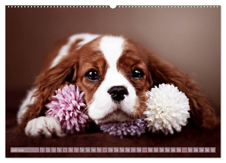 Produktbild: Der Welpenkalender - Cavalier King Charles Spaniel (hochwertiger Premium Wandkalender 2026 DIN A2 quer), Kunstdruck in Hochglanz