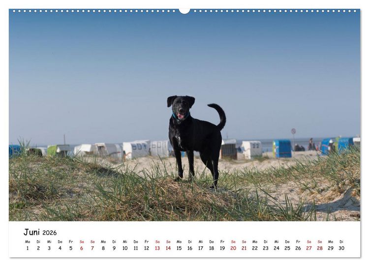 Produktbild: Strandurlaub mit Hund (Wandkalender 2026 DIN A2 quer), CALVENDO Monatskalender