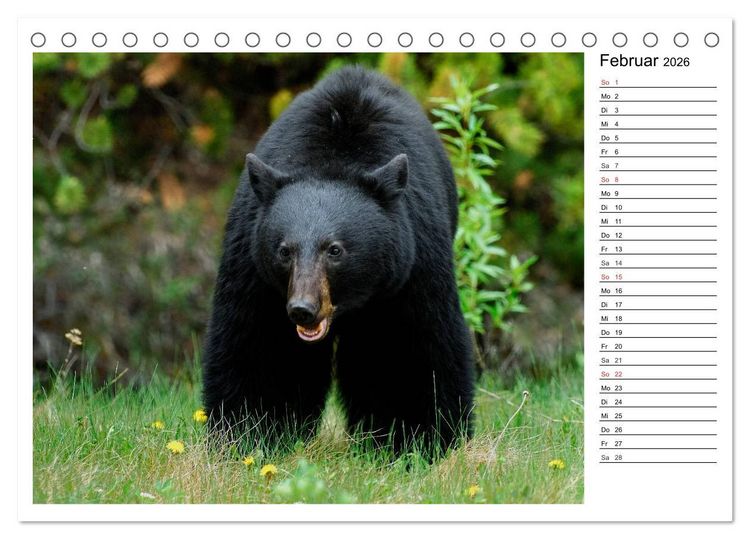 Produktbild: Alaskas Tierwelt - Paradies im Norden (Tischkalender 2026 DIN A5 quer), CALVENDO Monatskalender