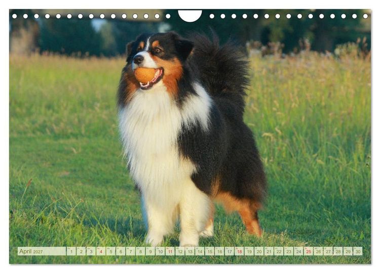 Produktbild: Australian Shepherd - H&uuml;tehunde mit Familienanschluss (Wandkalender 2027 DIN A4 quer), CALVENDO Monatskalender