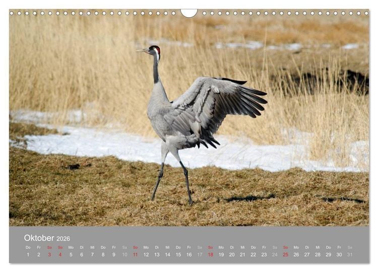Produktbild: Kraniche in Vorpommern (Wandkalender 2026 DIN A3 quer), CALVENDO Monatskalender