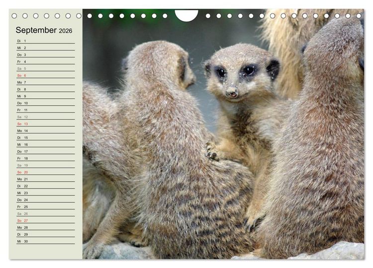 Produktbild: Erdm&auml;nnchen (Wandkalender 2026 DIN A4 quer), CALVENDO Monatskalender