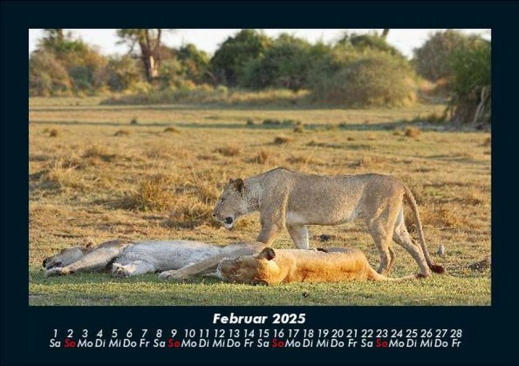 Produktbild: L&ouml;wen in der Wildnis 2025 Fotokalender DIN A5