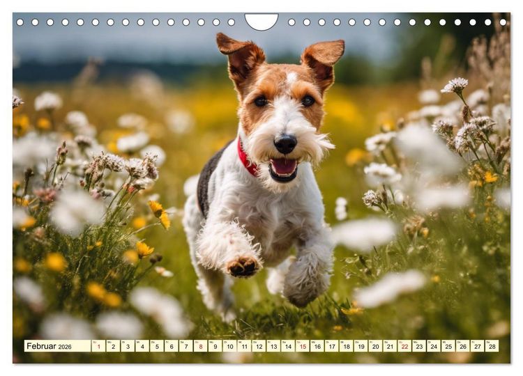 Produktbild: Drahthaar-Foxterrier (Wandkalender 2026 DIN A4 quer), CALVENDO Monatskalender