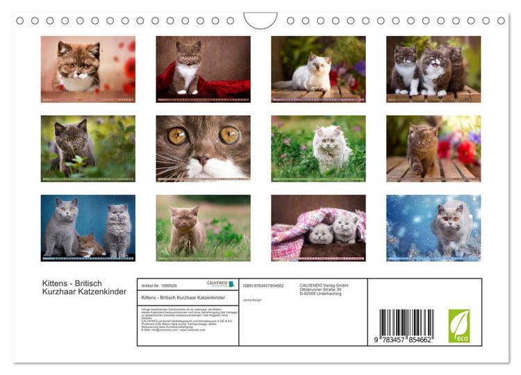 Produktbild: Kittens - Britisch Kurzhaar Katzenkinder (Wandkalender 2026 DIN A4 quer), CALVENDO Monatskalender