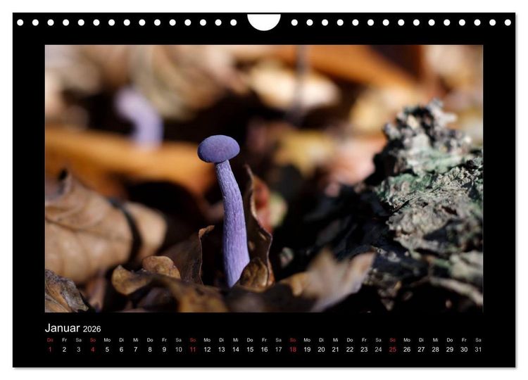 Produktbild: Pilze (Wandkalender 2026 DIN A4 quer), CALVENDO Monatskalender