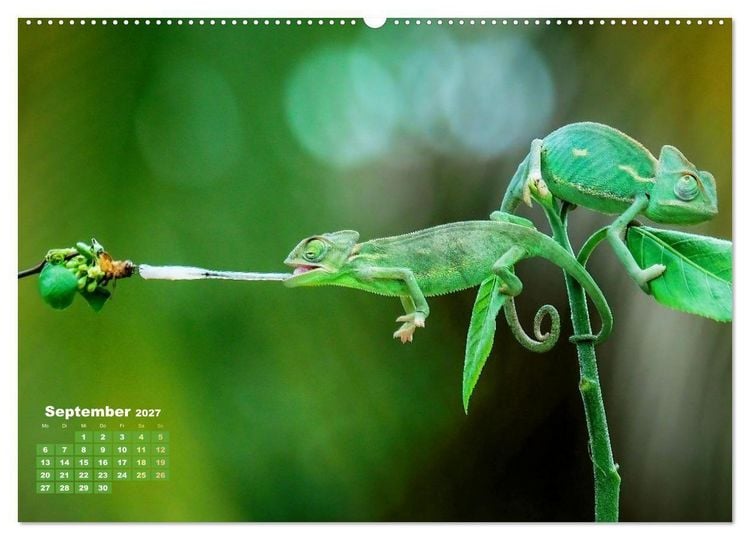 Produktbild: Cham&auml;leon: Die farbenfrohe Welt der Reptilien (Wandkalender 2027 DIN A2 quer), CALVENDO Monatskalender