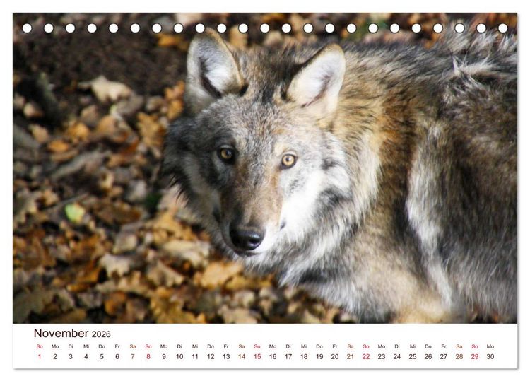 Produktbild: W&ouml;lfe 2026. Tierische Impressionen (Tischkalender 2026 DIN A5 quer), CALVENDO Monatskalender