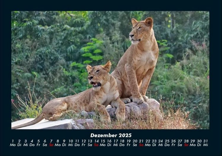 Produktbild: L&ouml;wen in der Wildnis 2025 Fotokalender DIN A4
