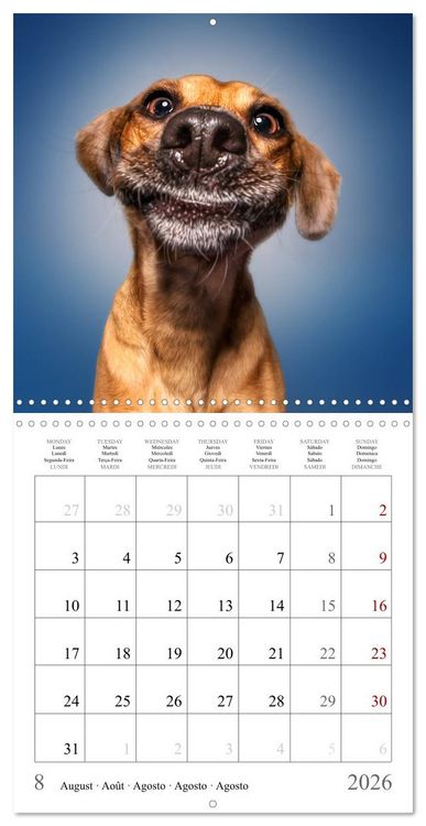 Produktbild: Funny Dog Faces (Wall Calendar 2026 12 &times; 12 Inch) CALVENDO 12 Month Wall Calendar
