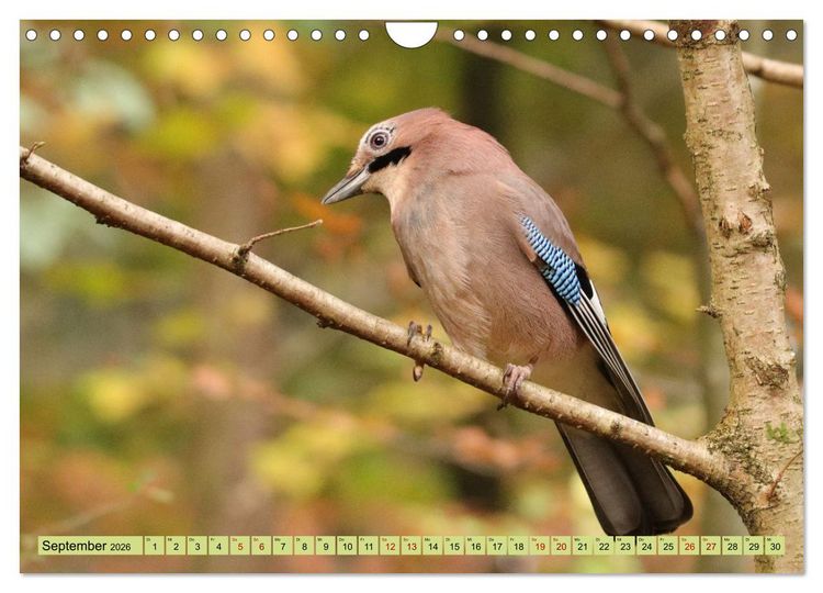 Produktbild: Heimische V&ouml;gel - Im Wald, im Garten und auf der Wiese (Wandkalender 2026 DIN A4 quer), CALVENDO Monatskalender