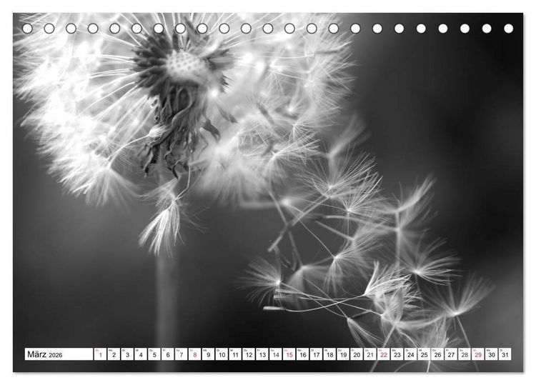 Produktbild: Pusteblumenzauber in schwarzwei&szlig; (Tischkalender 2026 DIN A5 quer), CALVENDO Monatskalender