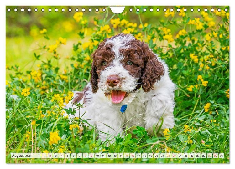 Produktbild: Lagotto Romagnolo - der Tr&uuml;ffelhund Italiens (Wandkalender 2026 DIN A4 quer), CALVENDO Monatskalender
