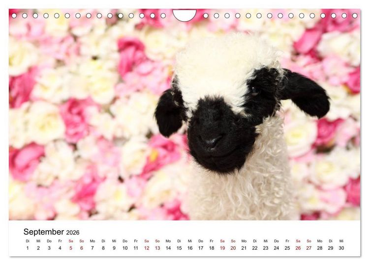 Produktbild: Walliser Schwarznasenschaf Valais Blacknose Sheep (Wandkalender 2026 DIN A4 quer), CALVENDO Monatskalender