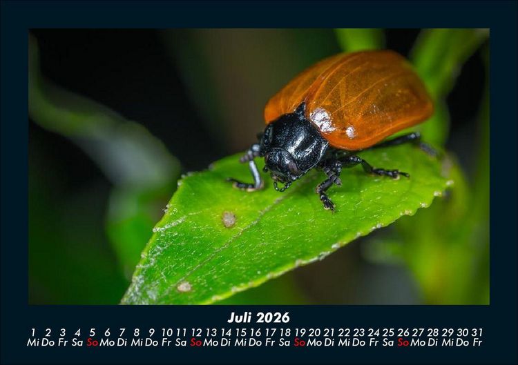 Produktbild: K&auml;fer 2026 Fotokalender DIN A5