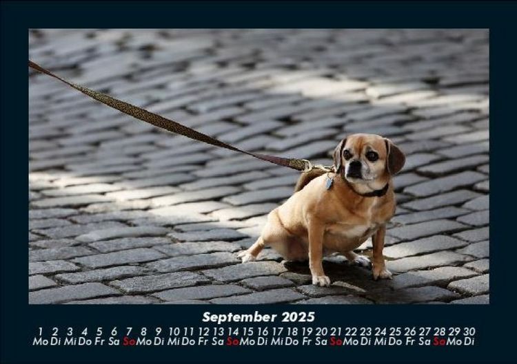 Produktbild: Welt der Tiere 2025 Fotokalender DIN A5