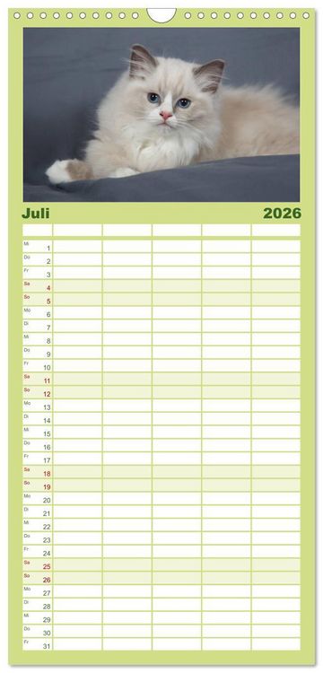 Produktbild: Familienplaner 2026 - Ragdoll Kitten mit 5 Spalten (Wandkalender, 21 x 45 cm) CALVENDO