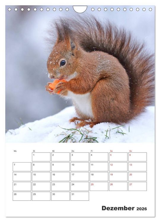 Produktbild: Eichh&ouml;rnchen Luna (Wandkalender 2026 DIN A4 hoch), CALVENDO Monatskalender