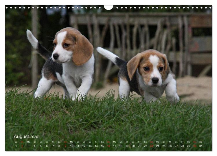 Produktbild: Beagle (Wandkalender 2026 DIN A3 quer), CALVENDO Monatskalender
