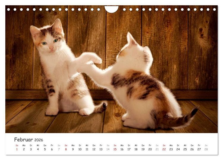 Produktbild: K&auml;tzchen 2026 (Wandkalender 2026 DIN A4 quer), CALVENDO Monatskalender