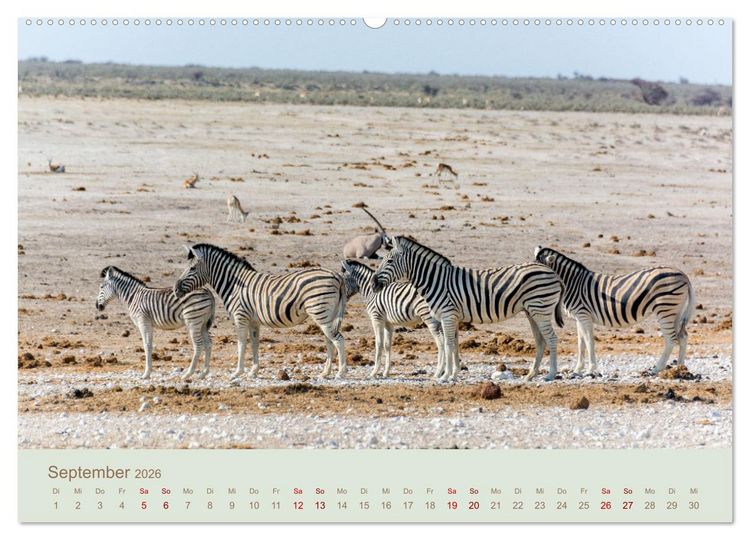 Produktbild: Zebras in Afrika (hochwertiger Premium Wandkalender 2026 DIN A2 quer), Kunstdruck in Hochglanz