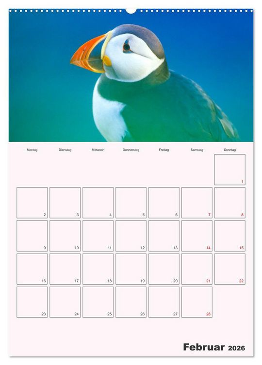 Produktbild: Papageitaucher Monatsplaner (hochwertiger Premium Wandkalender 2026 DIN A2 hoch), Kunstdruck in Hochglanz