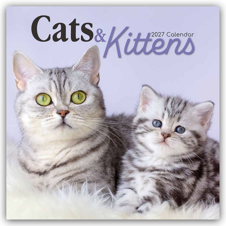 Produktbild: Cats and Kittens &ndash; Katzen und K&auml;tzchen 2027 &ndash; 16-Monatskalender