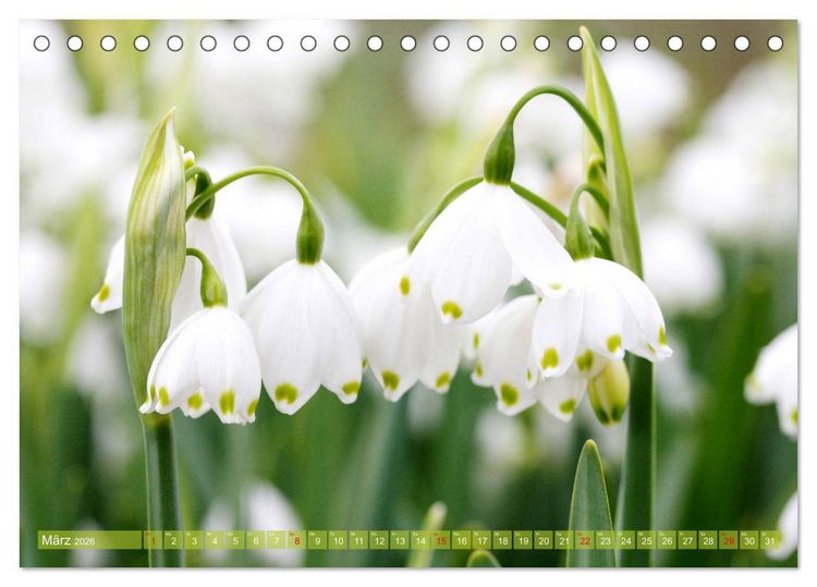 Produktbild: Wei&szlig;e Fr&uuml;hlingsbl&uuml;ten (Tischkalender 2026 DIN A5 quer), CALVENDO Monatskalender