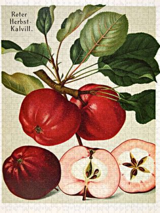 Produktbild: CALVENDO Puzzle Roter Herbst-Kalvill, plattdeutsch: D&ouml;rroden | 1000 Teile Lege-Gr&ouml;&szlig;e 64x48cm Foto-Puzzle f&uuml;r gl&uuml;ckliche Stunden