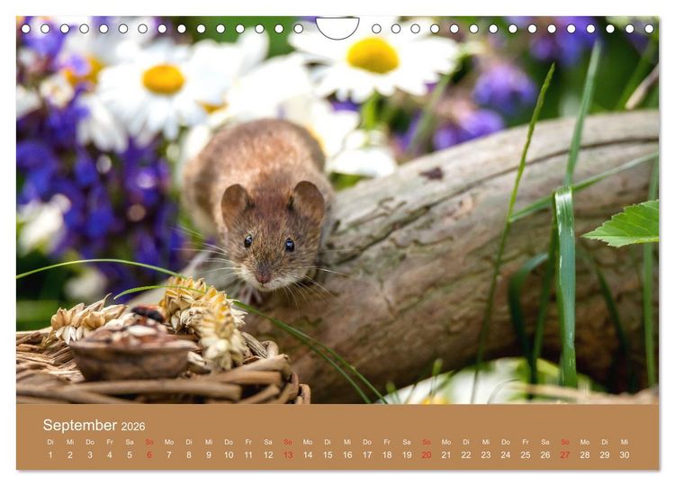 Produktbild: M&auml;usetanz (Wandkalender 2026 DIN A4 quer), CALVENDO Monatskalender