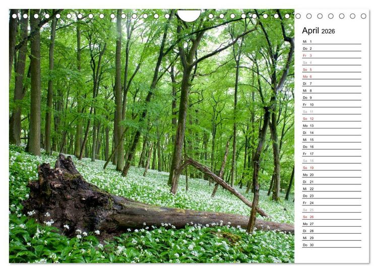 Produktbild: DER STEIGERWALD - Impressionen einer Landschaft (Wandkalender 2026 DIN A4 quer), CALVENDO Monatskalender