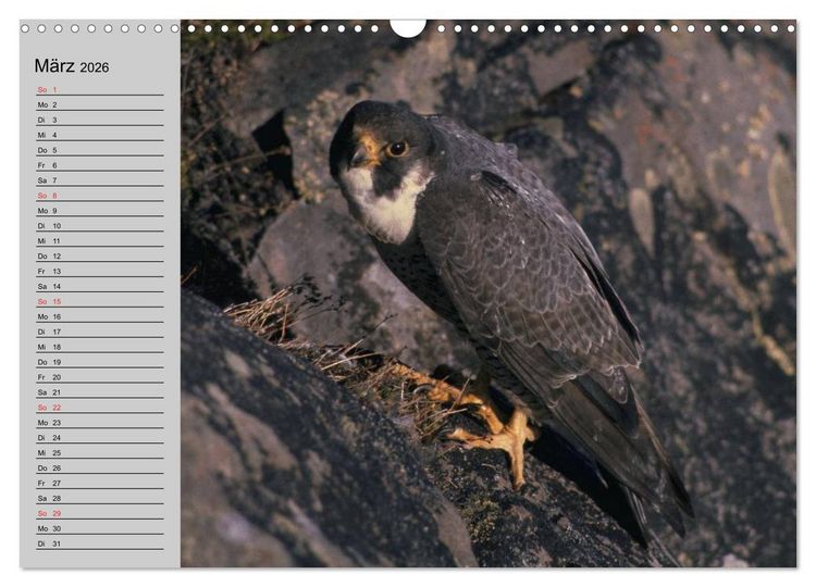 Produktbild: Falken und Greifv&ouml;gel - Edle J&auml;ger (Wandkalender 2026 DIN A3 quer), CALVENDO Monatskalender