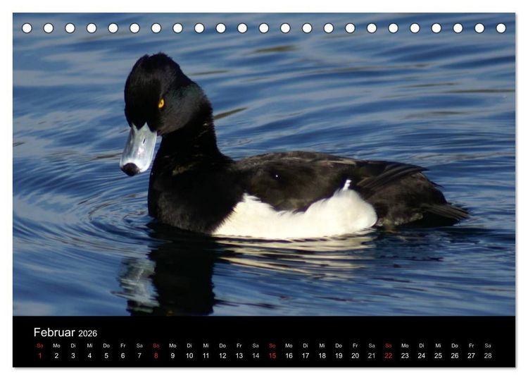 Produktbild: Das Leben der Enten (Tischkalender 2026 DIN A5 quer), CALVENDO Monatskalender