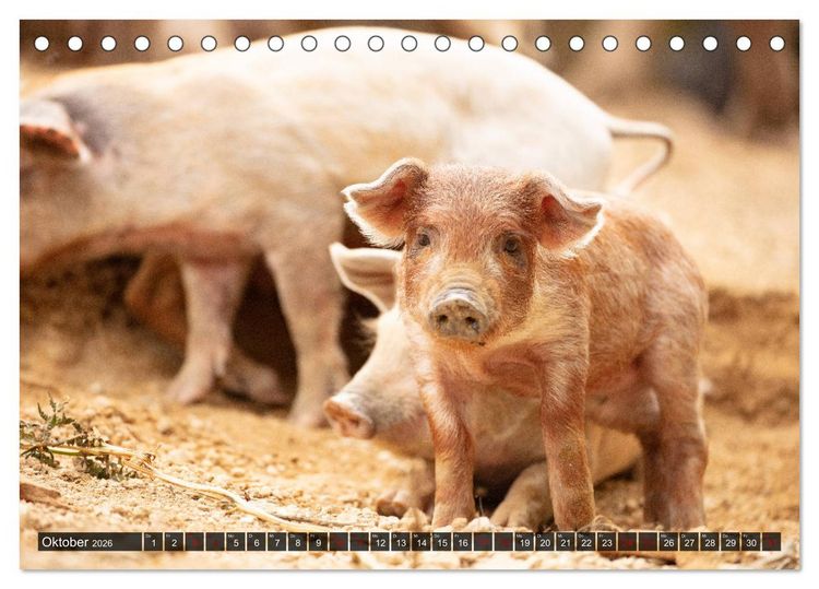 Produktbild: Korsika - s&uuml;&szlig;e, wilde Schweinchen (Tischkalender 2026 DIN A5 quer), CALVENDO Monatskalender