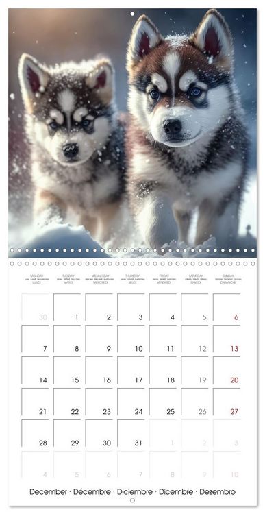 Produktbild: Husky obsession (Wall Calendar 2026 12 &times; 12 Inch) CALVENDO 12 Month Wall Calendar
