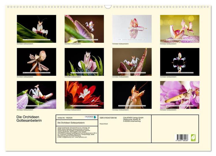 Produktbild: Die Orchideen Gottesanbeterin (Wandkalender 2026 DIN A2 quer), CALVENDO Monatskalender